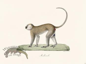 Cuvier 352 Malbrouck